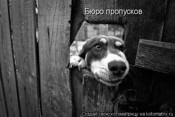 Бюро пропусков... Котоматрица: Бюро пропусков