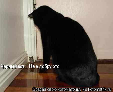 Черный кот... Не к добру это.... Котоматрица: Черный кот... Не к добру это.