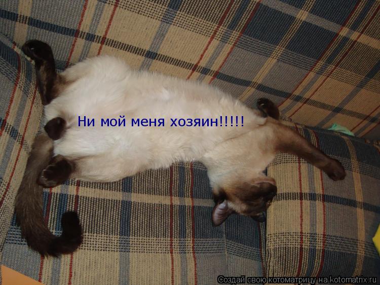 Котоматрица: Ни мой меня хозяин!!!!!