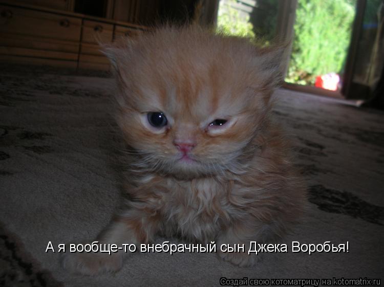 Котоматрица: А я вообще-то внебрачный сын Джека Воробья!