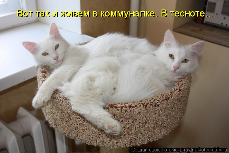 Вот так и живем в коммуналке. В тесноте...... Котоматрица: Вот так и живем в коммуналке. В тесноте...
