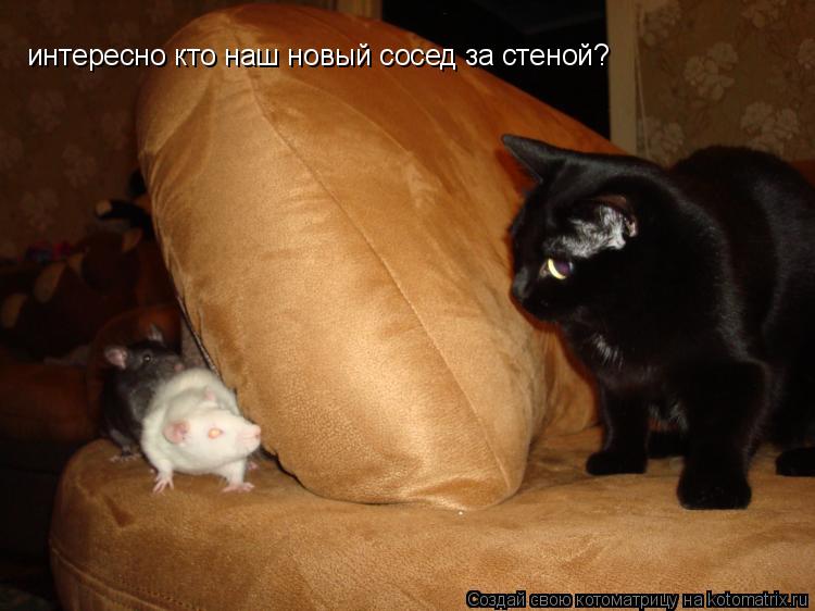 интересно кто наш новый сосед за стеной?... Котоматрица: интересно кто наш новый сосед за стеной?
