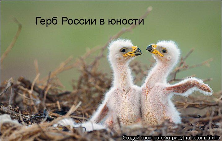 Герб России в юности... Котоматрица: Герб России в юности