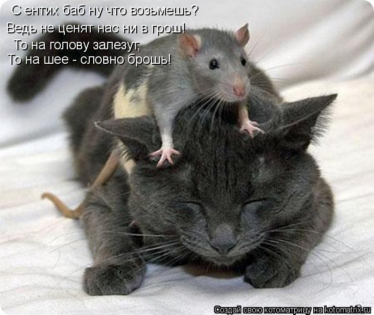 С ентих баб ну что возьмешь? Ведь не ценят нас ни в грош! То на голову залезут, То на шее - словно бр... Котоматрица: С ентих баб ну что возьмешь? Ведь не ценят нас ни в грош! То на голову залезут, То на шее - словно брошь!