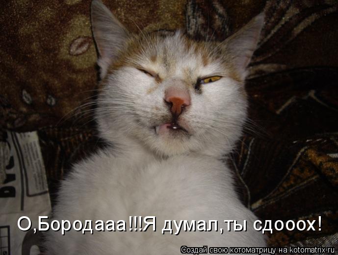 О,Бородааа!!!Я думал,ты сдооох!... Котоматрица: О,Бородааа!!!Я думал,ты сдооох!