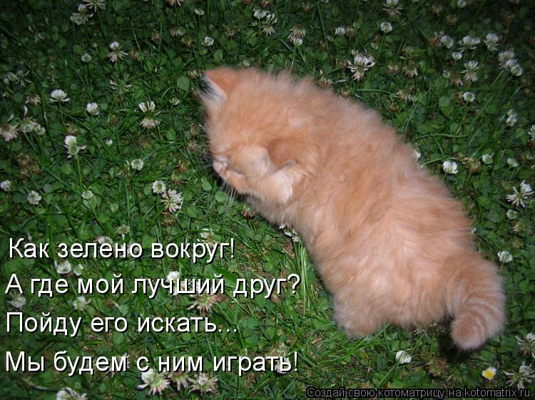 Как зелено вокруг! А где мой лучший друг? Пойду его искать... Мы будем с ним играть!... Котоматрица: Как зелено вокруг! А где мой лучший друг? Пойду его искать... Мы будем с ним играть!