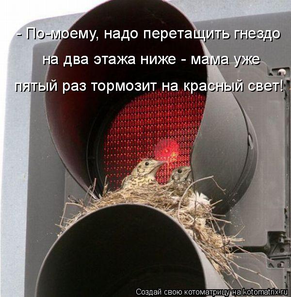- По-моему, надо перетащить гнездо на два этажа ниже - мама уже пятый раз тормозит на красный свет!... Котоматрица: - По-моему, надо перетащить гнездо на два этажа ниже - мама уже пятый раз тормозит на красный свет!