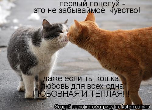 первый поцелуй - это не забываймое чувство! даже если ты кошка... любовь для всех одна! ЛЮБОВНАЯ И... Котоматрица: первый поцелуй - это не забываймое чувство! даже если ты кошка... любовь для всех одна! ЛЮБОВНАЯ И ТЕПЛАЯ!!!