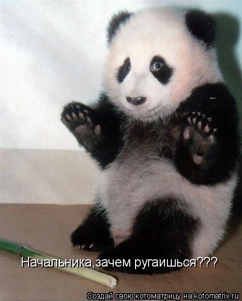 Начальника,зачем ругаишься???... Котоматрица: Начальника,зачем ругаишься???