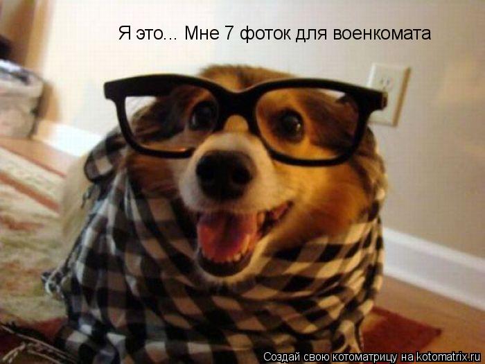 Я это... Мне 7 фоток для военкомата... Котоматрица: Я это... Мне 7 фоток для военкомата
