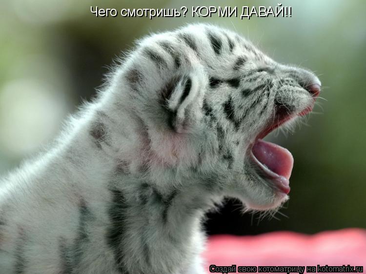 Чего смотришь? КОРМИ ДАВАЙ!!... Котоматрица: Чего смотришь? КОРМИ ДАВАЙ!!
