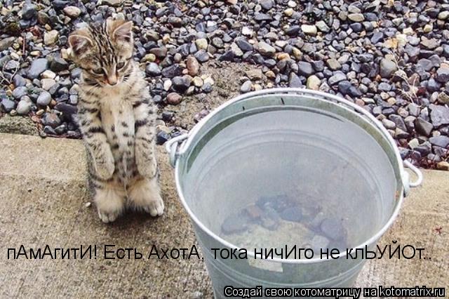 пАмАгитИ! Есть АхотА, тока ничИго не клЬУЙОт..... Котоматрица: пАмАгитИ! Есть АхотА, тока ничИго не клЬУЙОт..