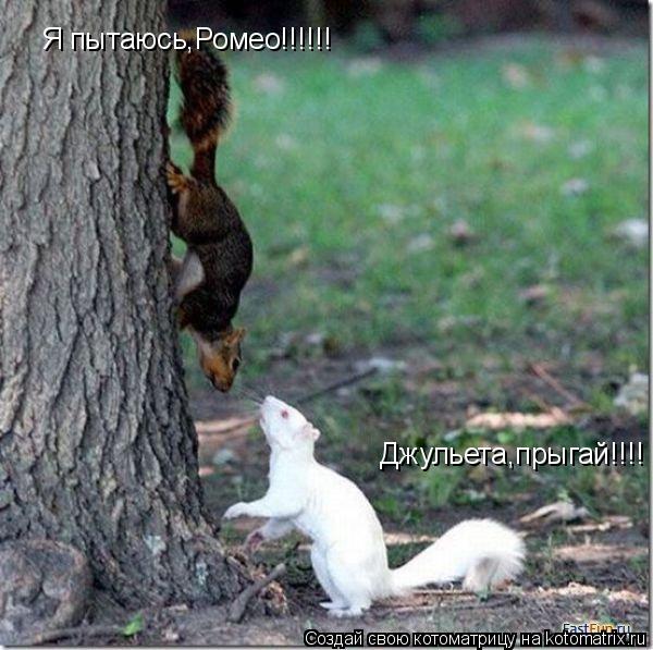 Джульета,прыгай!!!! Я пытаюсь,Ромео!!!!!!... Котоматрица: Джульета,прыгай!!!! Я пытаюсь,Ромео!!!!!!