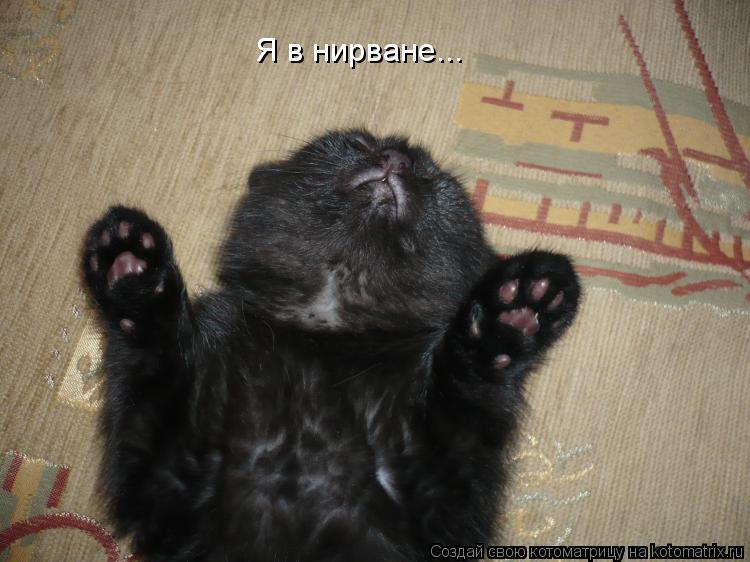 Котоматрица: Я в нирване...