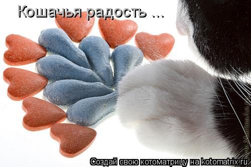 Котоматрица: Кошачья радость ...
