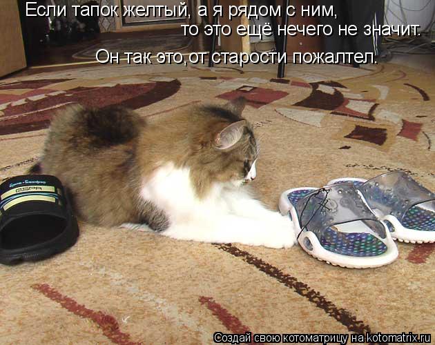 Котоматрица: Если тапок желтый, а я рядом с ним, то это ещё нечего не значит. Он так это,от старости пожалтел.