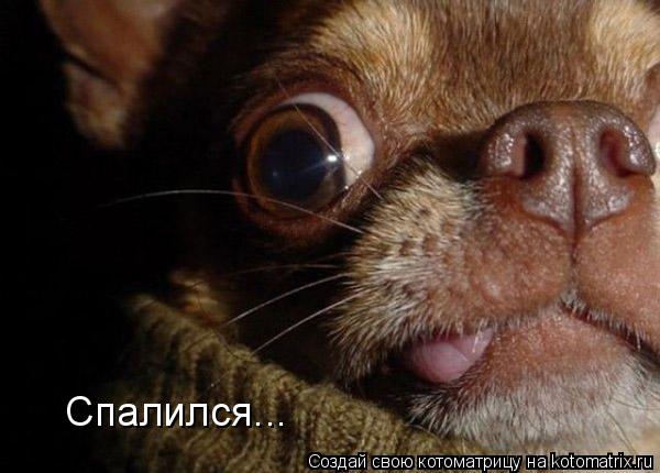 Котоматрица: Спалился...