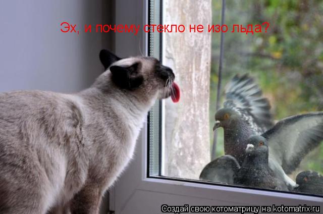 Котоматрица: Эх, и почему стекло не изо льда?