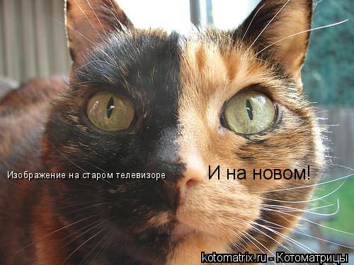Котоматрица: Изображение на старом телевизоре И на новом!