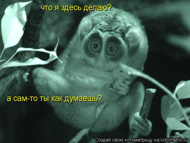 Котоматрица: что я здесь делаю? а сам-то ты как думаешь?