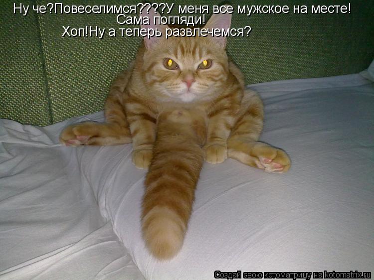 Котоматрица: Ну че?Повеселимся????У меня все мужское на месте! Сама погляди! Хоп!Ну а теперь развлечемся?