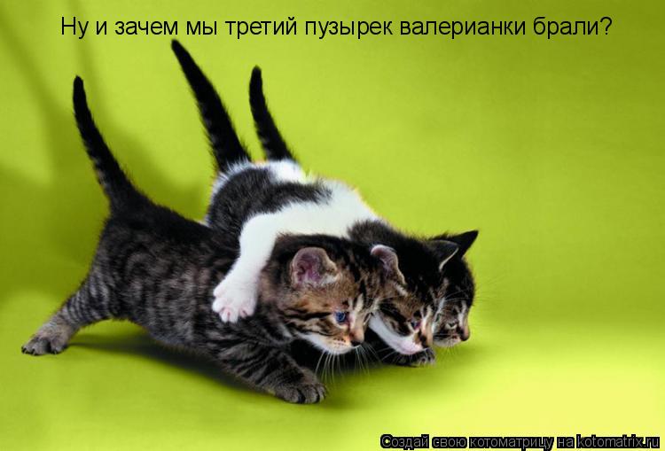 Котоматрица: Ну и зачем мы третий пузырек валерианки брали?