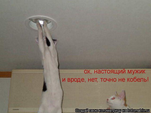 Котоматрица: ох, настоящий мужик и вроде, нет, точно не кобель!
