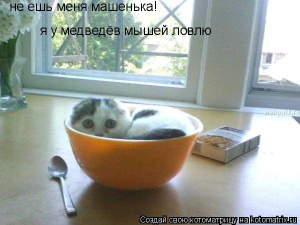 Котоматрица: не ешь меня машенька! я у медведёв мышей ловлю