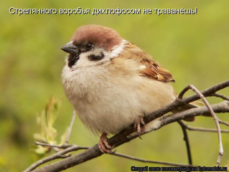 Котоматрица: Стрелянного воробья дихлофосом не траванёшь!