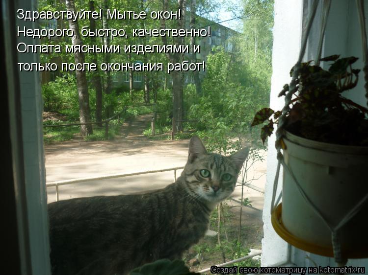Котоматрица: Здравствуйте! Мытье окон! Недорого, быстро, качественно! Оплата мясными изделиями и  только после окончания работ!