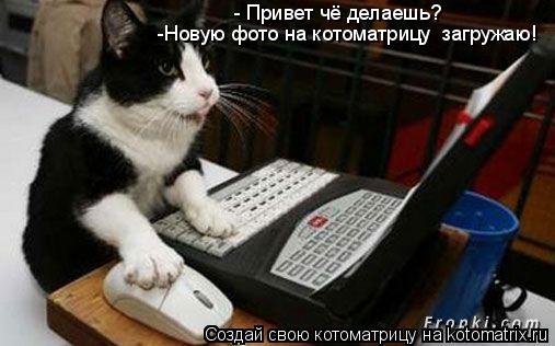 Котоматрица: - Привет чё делаешь? -Н -Новую фото на котоматрицу  загружаю!
