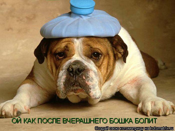Котоматрица: ОЙ КАК ПОСЛЕ ВЧЕРАШНЕГО БОШКА БОЛИТ