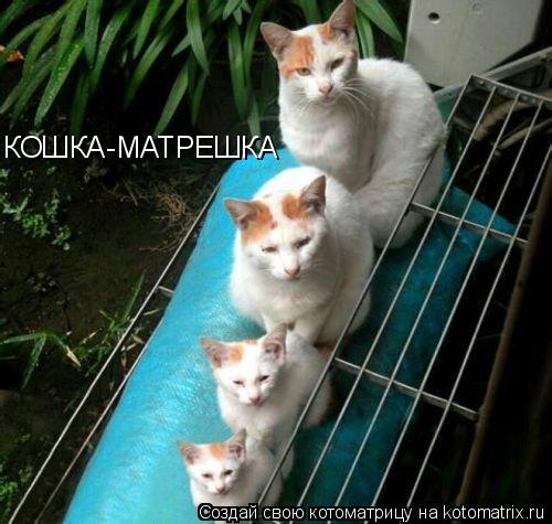 Котоматрица: КОШКА-МАТРЕШКА