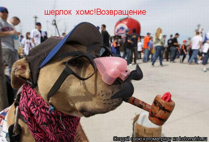 Котоматрица: шерлок  хомс!Возвращение