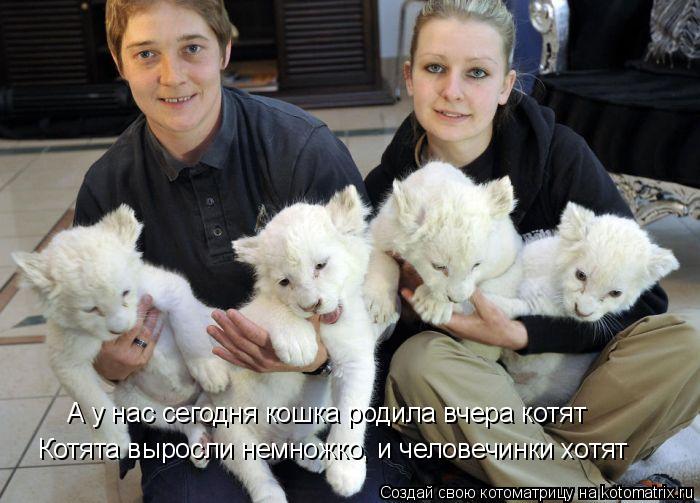 Котоматрица: А у нас сегодня кошка родила вчера котят Котята выросли немножко, и человечинки хотят