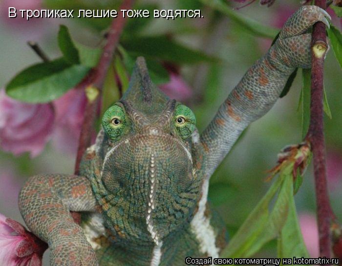 В тропиках лешие тоже водятся.... Котоматрица: В тропиках лешие тоже водятся.