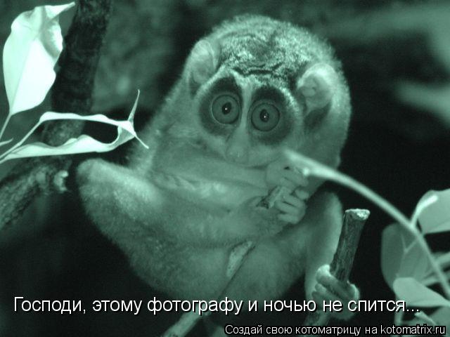 Господи, этому фотографу и ночью не спится...... Котоматрица: Господи, этому фотографу и ночью не спится...