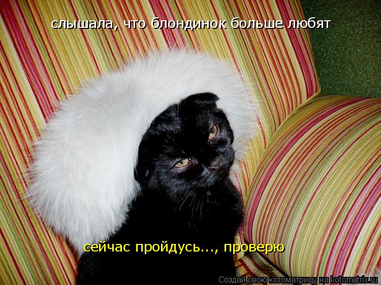 Котоматрица: слышала, что блондинок больше любят сейчас пройдусь..., проверю