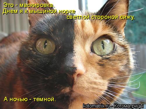 Это - маскировка. Днем я к мышиной норке светлой стороной сижу, А ночью - темной.... Котоматрица: Это - маскировка. Днем я к мышиной норке светлой стороной сижу, А ночью - темной.