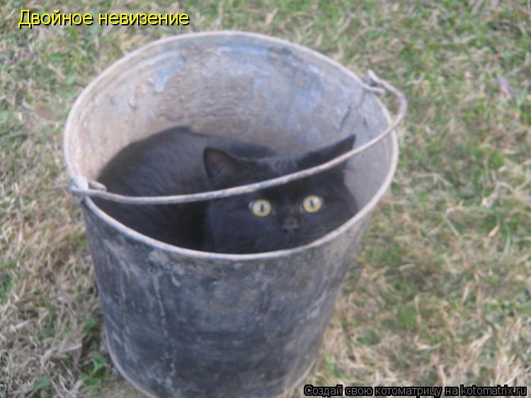 Котоматрица: Двойное невизение