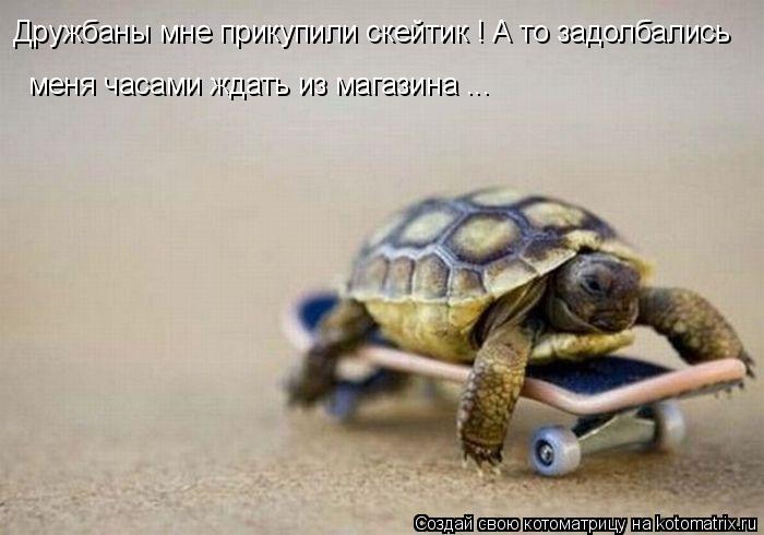 Котоматрица: Дружбаны мне прикупили скейтик ! А то задолбались  меня часами ждать из магазина ...