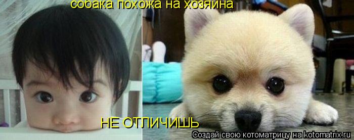 Котоматрица: собака похожа на хозяина НЕ ОТЛИЧИШЬ