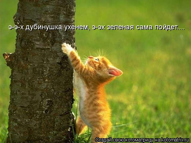 Котоматрица: э-э-х дубинушка ухенем, э-эх зеленая сама пойдет....