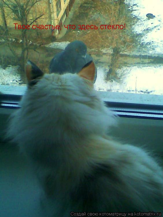 Котоматрица: Твое счастье, что здесь стекло!