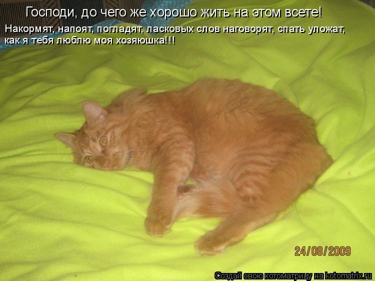 Котоматрица: Господи, до чего же хорошо жить на этом всете! Накормят, напоят, погладят, ласковых слов наговорят, спать уложат,  как я тебя люблю моя хозяюш