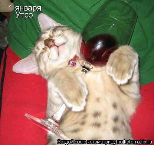 Котоматрица: 1 января    Утро