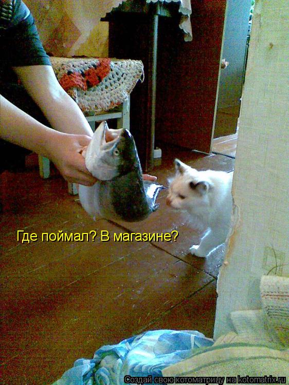 Котоматрица: Где поймал? В магазине?