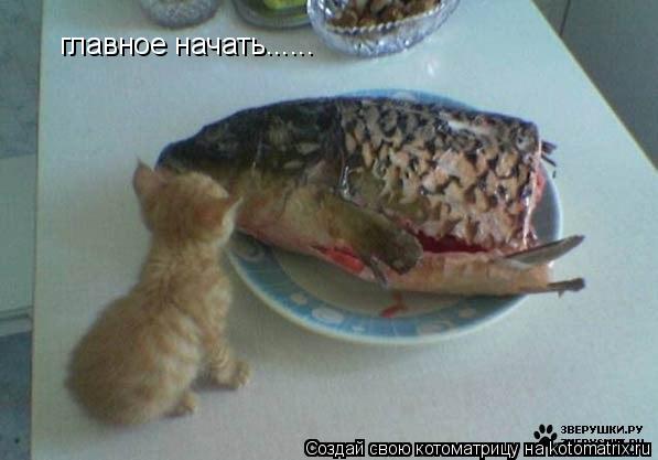 Котоматрица: главное начать......