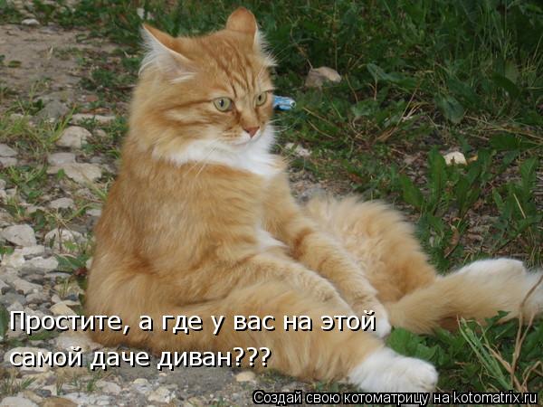 Простите, а где у вас на этой самой даче диван???... Котоматрица: Простите, а где у вас на этой самой даче диван???
