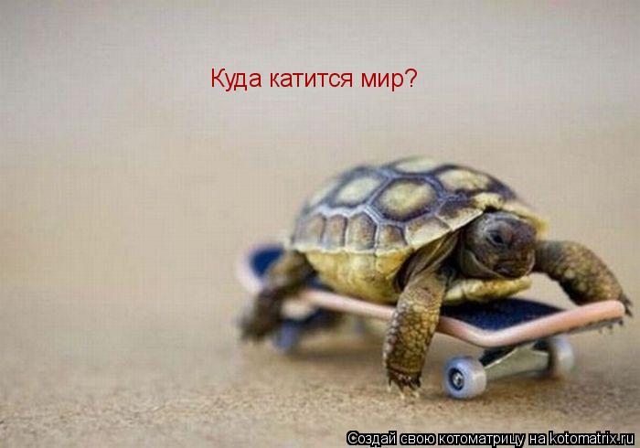 Котоматрица: Куда катится мир?